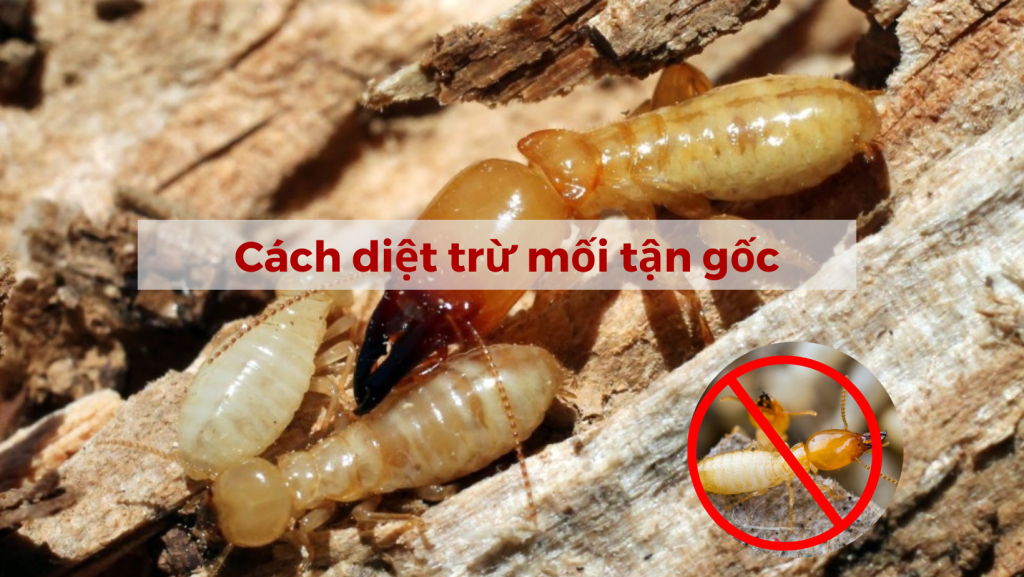 CÔNG TY TNHH KIỂM SOÁT CÔN TRÙNG HÀ NỘI Diệt mối tận gốc và các loại côn trùng tại Hà Nội ☎️ Hotline ( Zalo): 079 401 9999 Website: https://dietcontrunghanoi.net 💌 Uy tín – Chuyên nghiệp – Hiệu quả