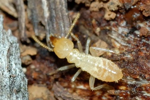 CÔNG TY TNHH KIỂM SOÁT CÔN TRÙNG HÀ NỘI Diệt mối tận gốc và các loại côn trùng tại Hà Nội ☎️ Hotline ( Zalo): 0794019999 Website: https://dietcontrunghanoi.net #diệtmối #dietmoitangoc #dietmoitaihanoi #diệtmốitạihànội #dietmoi #phòngmối #phòngchốngmối #phunthuốcmối #dietmoi #khảosátmối #diệtmốitậngốc #dietmoitangoc #diệtmốitạinhà #diệtmốicôngtrình #phòngchốngmốitạicôngtrình