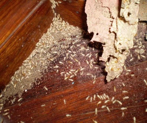 CÔNG TY TNHH KIỂM SOÁT CÔN TRÙNG HÀ NỘI Diệt mối tận gốc và các loại côn trùng tại Hà Nội ☎️ Hotline ( Zalo): 0794019999 Website: https://dietcontrunghanoi.net #diệtmối #dietmoitangoc #dietmoitaihanoi #diệtmốitạihànội #dietmoi #phòngmối #phòngchốngmối #phunthuốcmối #dietmoi #khảosátmối #diệtmốitậngốc #dietmoitangoc #diệtmốitạinhà #diệtmốicôngtrình #phòngchốngmốitạicôngtrình #sócsơn #diệtmốisócsơn